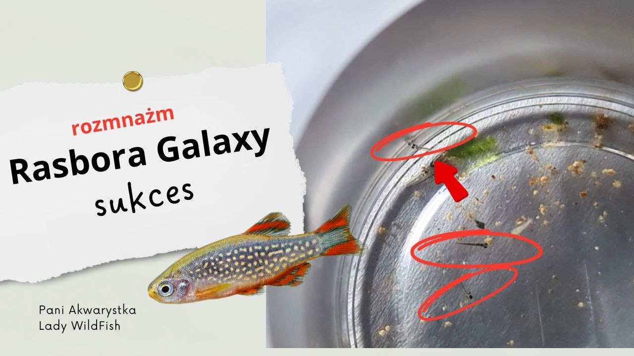 Hodowla i rozmnażanie .#Rasbora #Galaxy , Niebiański #Danio Perłowy / Danio Margaritatus .