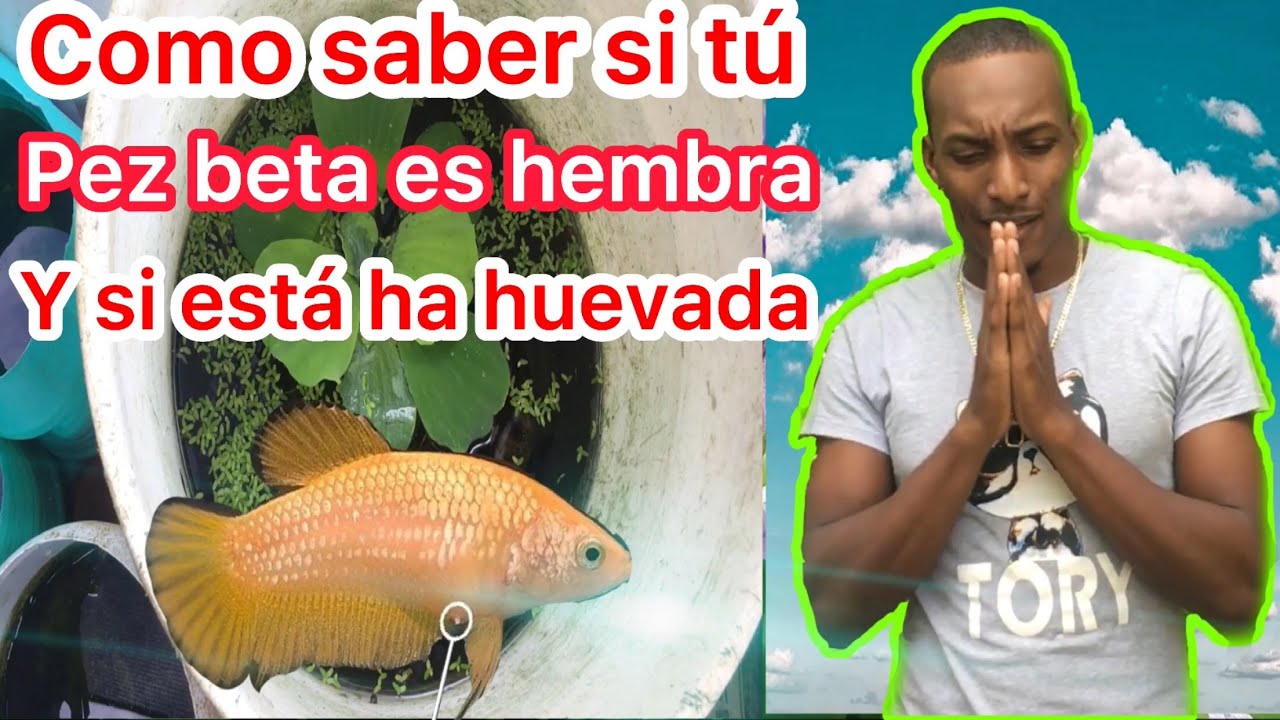 Como saber si tú pez beta es hembra y si está ha huevada
