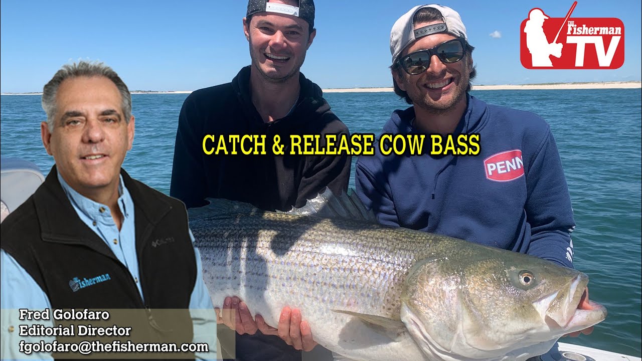 June 18, 2020 CATCH & RELEASE COW BASS Long Island - Metro