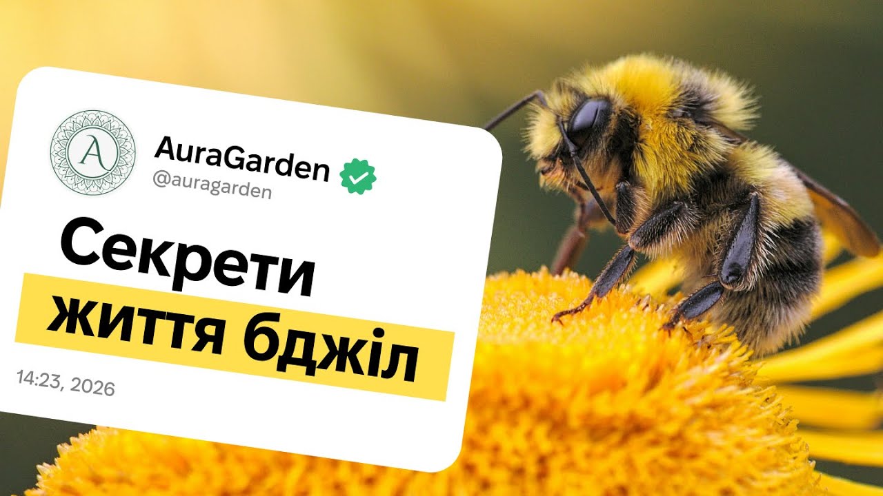 Секретне життя бджіл: про це не розповідають у школі