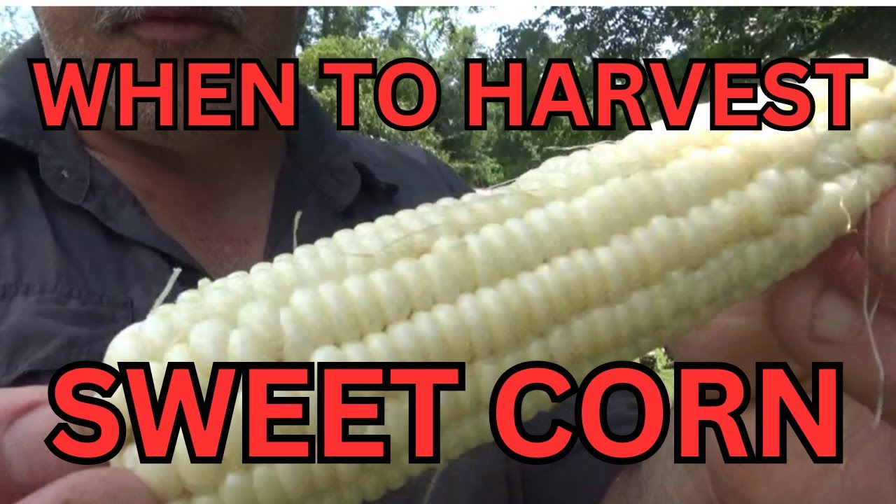 How Do You Know When Your Corn Is Ready To Harvest?