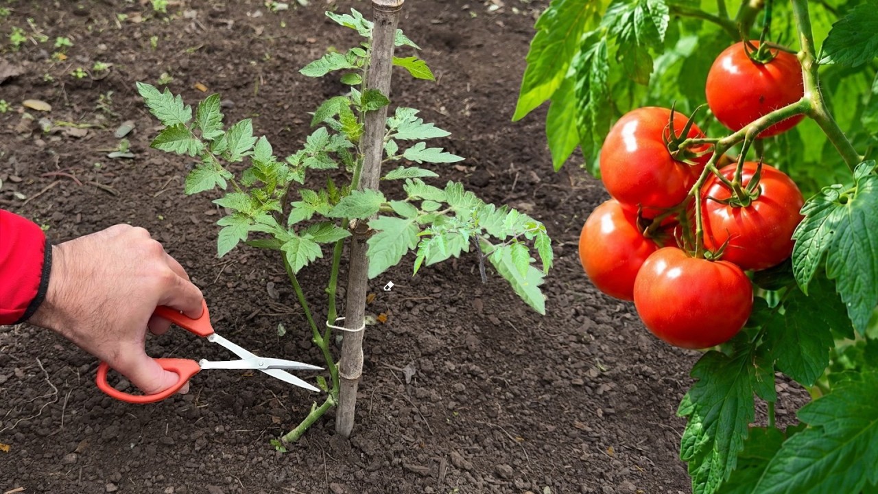 🍅 5 приемов, которые помогут томатам расти быстрее