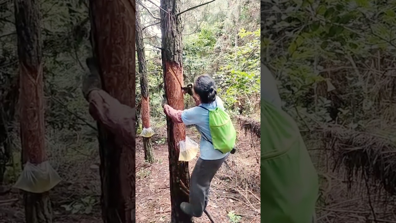 Collecting Pine Resin For Medicinal and Practical Uses #farmingtech @HappyFarm85
