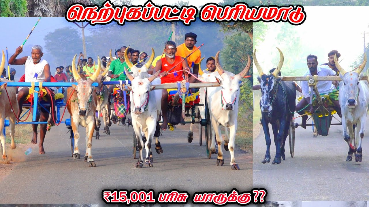 6நெற்புகப்பட்டி-பெரியமாடு-பந்தயம்_18.01.2026_V_Photography