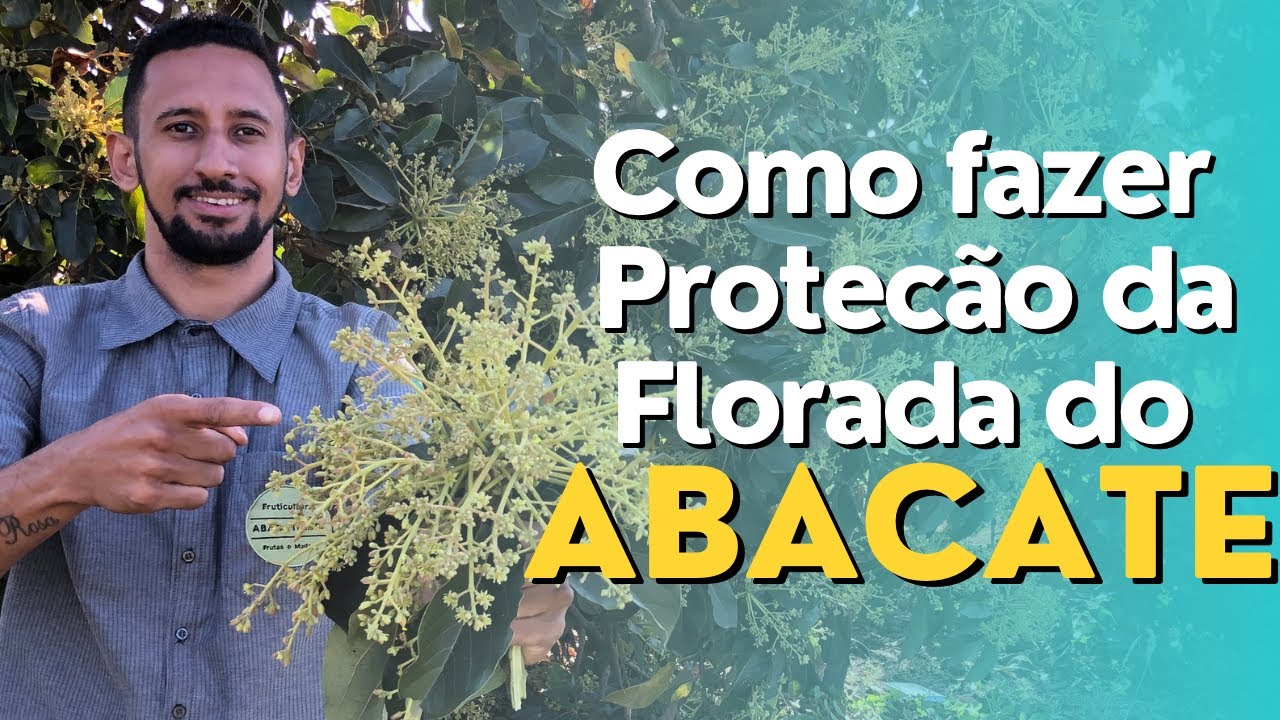 Tornando sua FLORADA de ABACATE um Sucesso: Como Cuidar da FLORADA do ABACATEIRO!