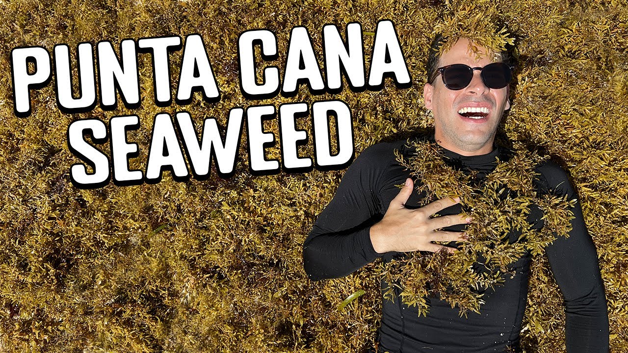 Punta Cana Guide: Will Seaweed RUIN Your Vacation?