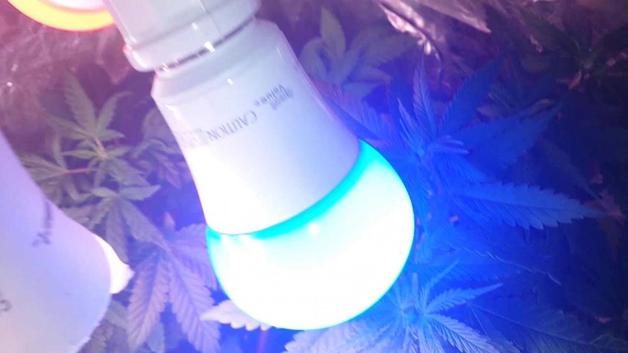 Indoor Marijuana grow |veg week 5|