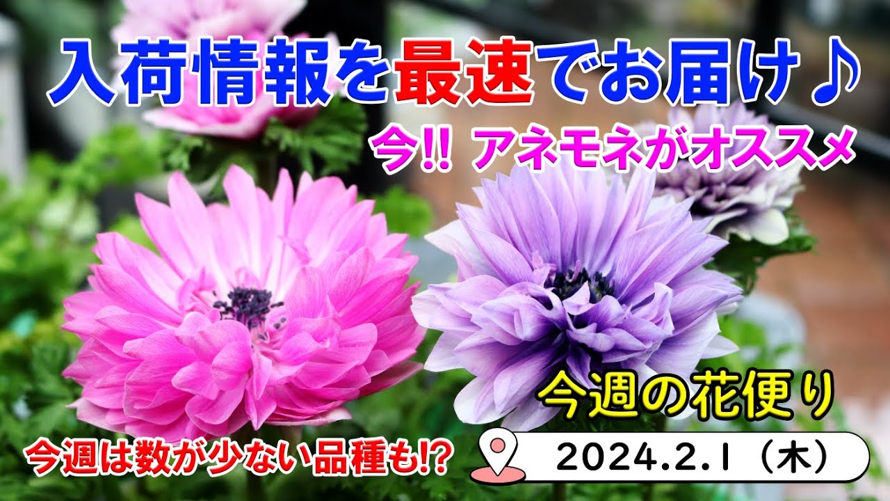 今週の花便り #69【2024.2.1】今!! アネモネがオススメ♪ 今週は入荷が少ない品種も!?【入荷情報を最速でお届け!!】
