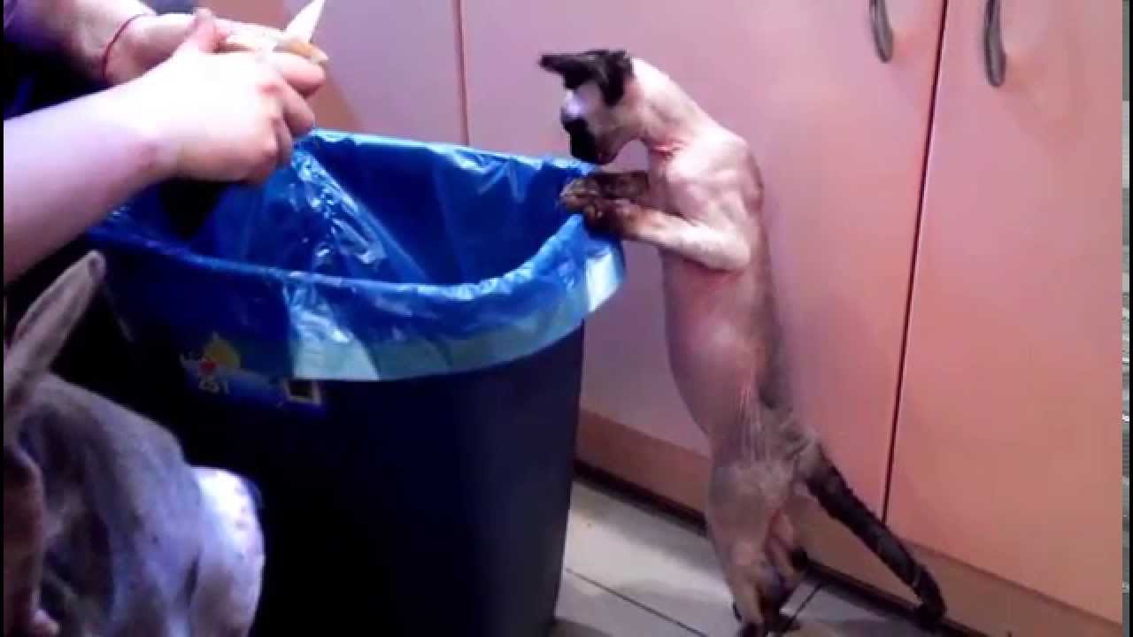Очень любознательный котёнок!