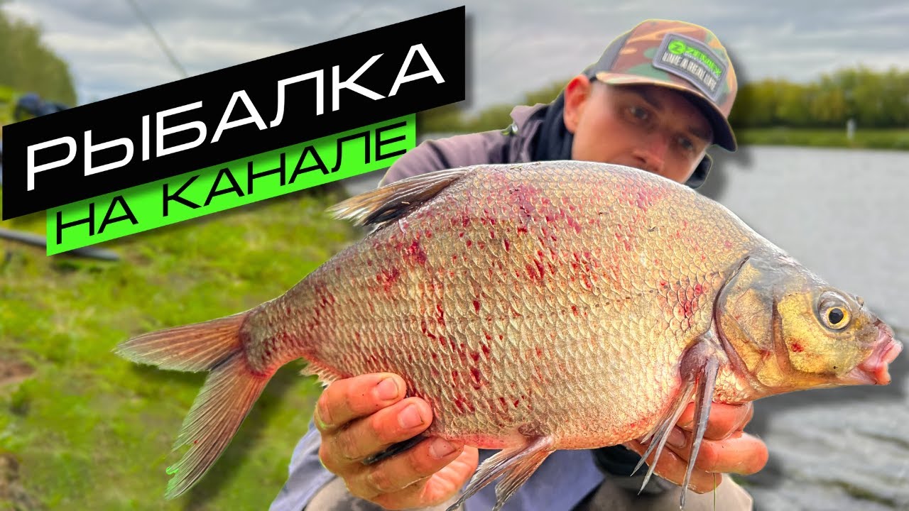 ЛОВЛЯ ЛЕЩА НА ФИДЕР / РЫБАЛКА НА КАНАЛЕ / FROS FISHING