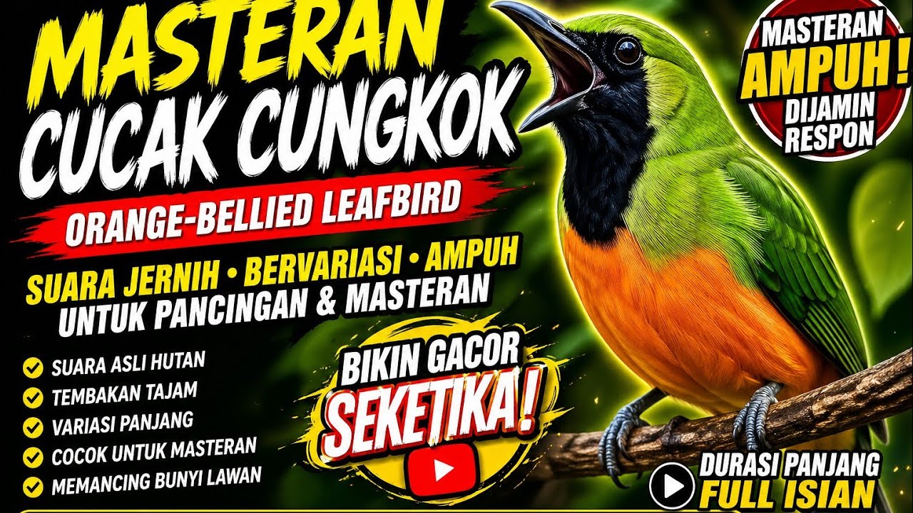 Cucak Cungkok - Masteran Full nyerecet