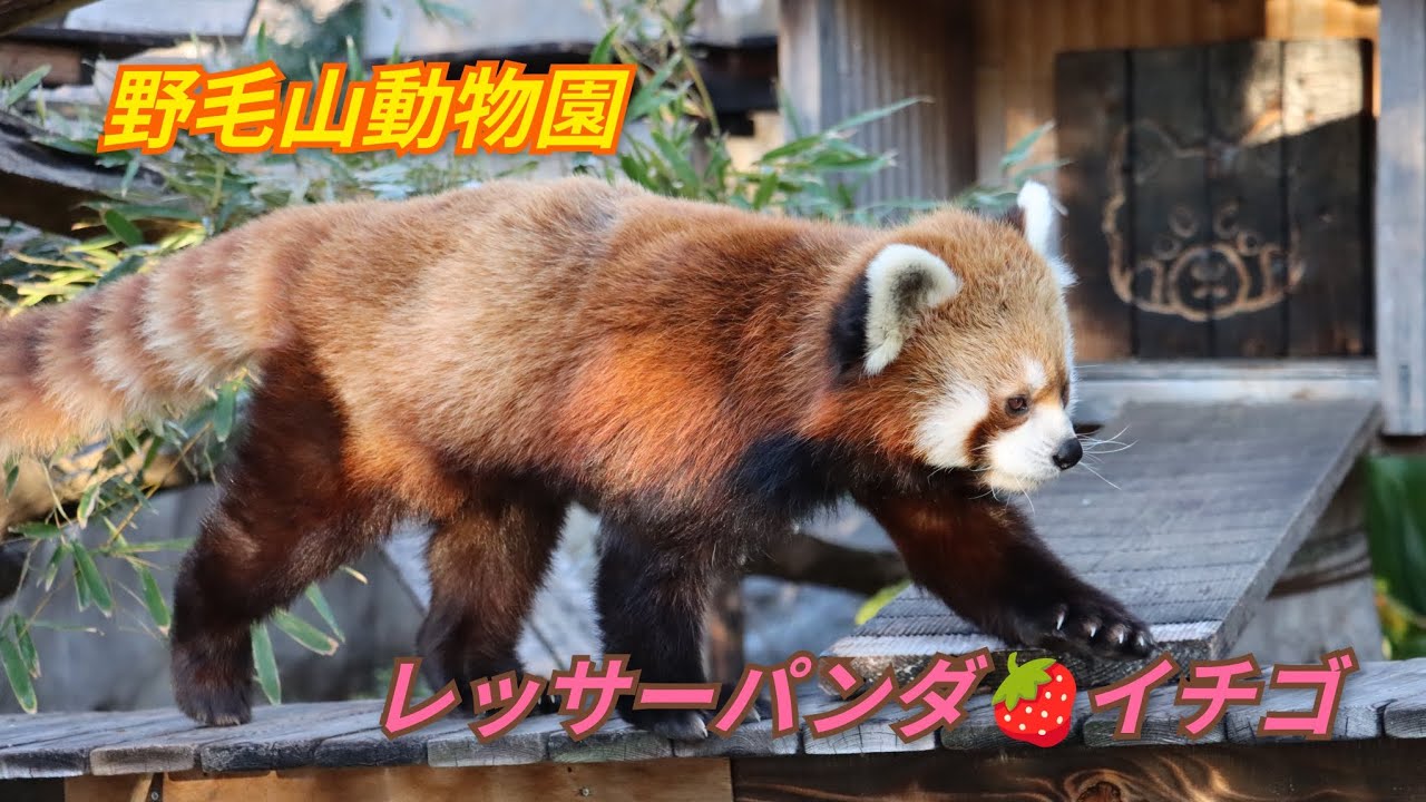 風太くんの孫🍓イチゴちゃん　2026年1月9日