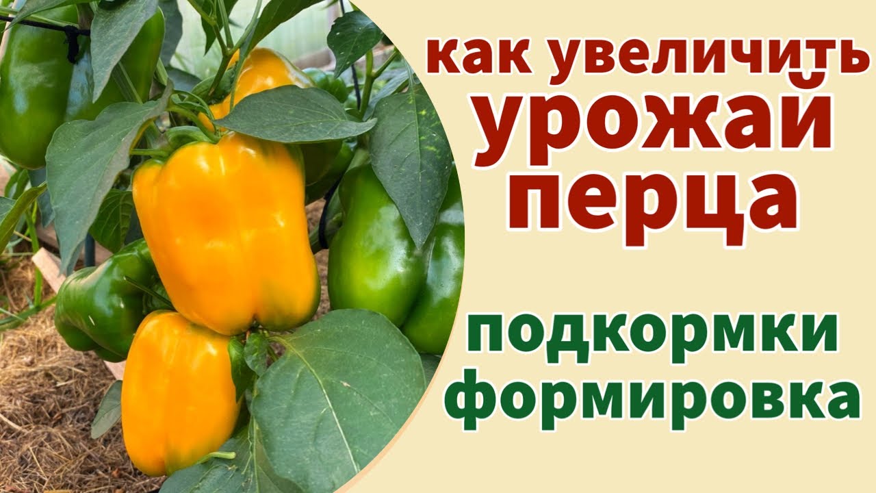 ВСЁ ОБ УХОДЕ ЗА ПЕРЦЕМ В НАЧАЛЕ ЛЕТА: подкормки, формировка, обработка от вредителей и болезней