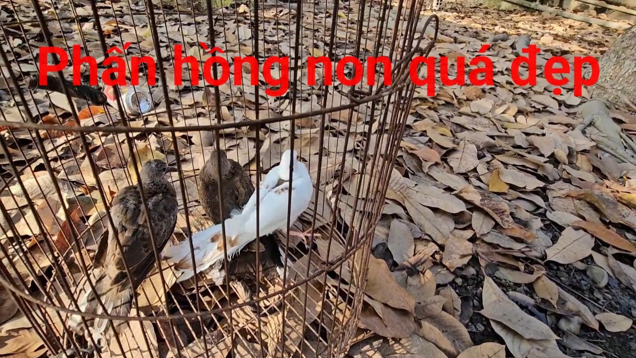 Mình ghép chim cu ss lần đầu tiên mình mới thấy 