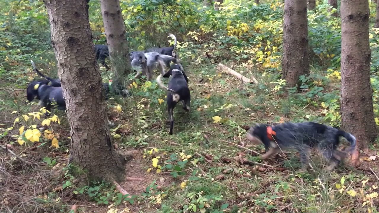 chasse au bâton griffons bleus et petits bleus en haute Loire décembre  21