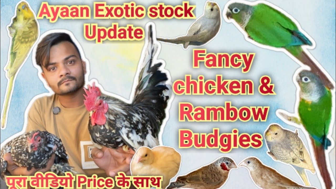 Fancy Chicken Or Rambow Budgies Sab Kuchh Hai Yahan Ayaan Exotic Ahmedabad # Exotic Finch collection