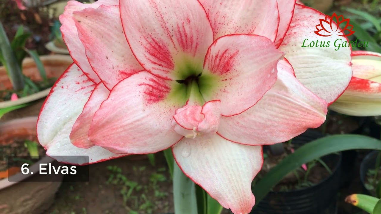 9 beautiful amaryllis / Hippeastrum varieties you should collect