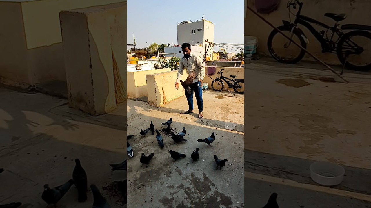 High flyer pigeon#viralvideo #birds #pigeon#kabutar