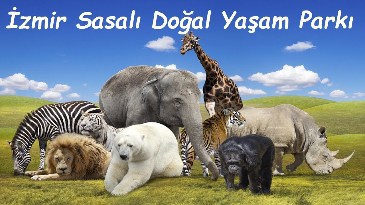 İZMİR SASASLI HAYVANAT BAHÇESİ'NDE SAFARİ