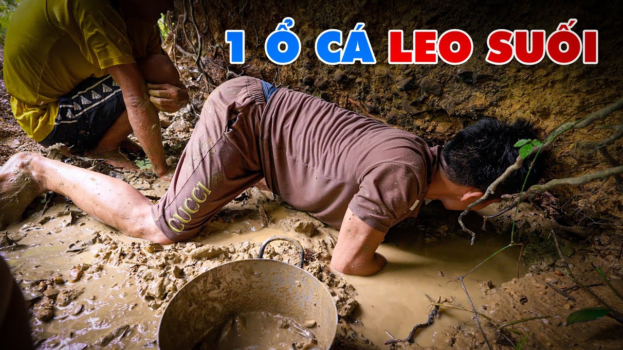 Lấy Que Chọc Vào Hang Phát Hiện Ổ Cá Leo Đang Trốn Bên Trong - Tho Rung
