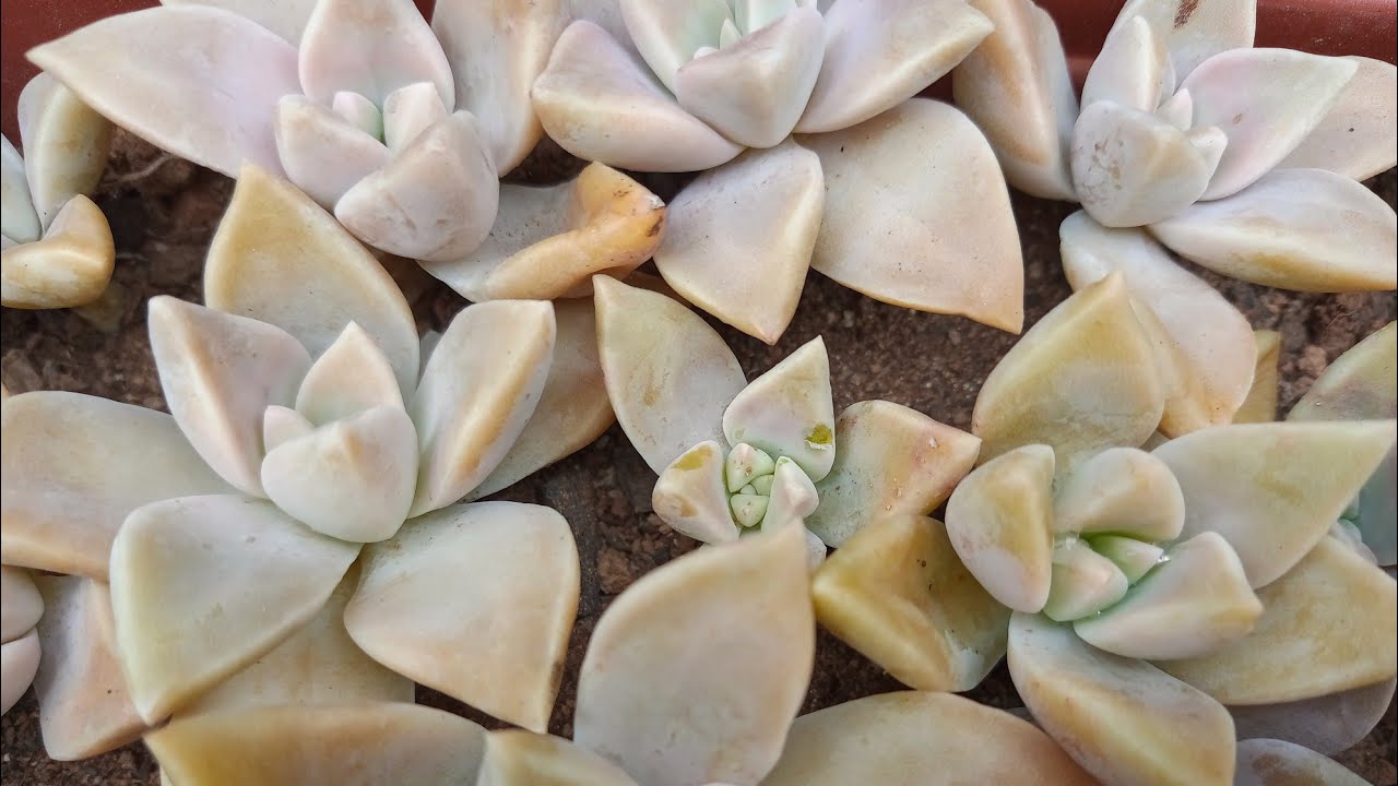 PLANTA FANTASMA GRAPTOPETALUM PARAGUAYENCE : MANUTEN&Ccedil;&Atilde;O