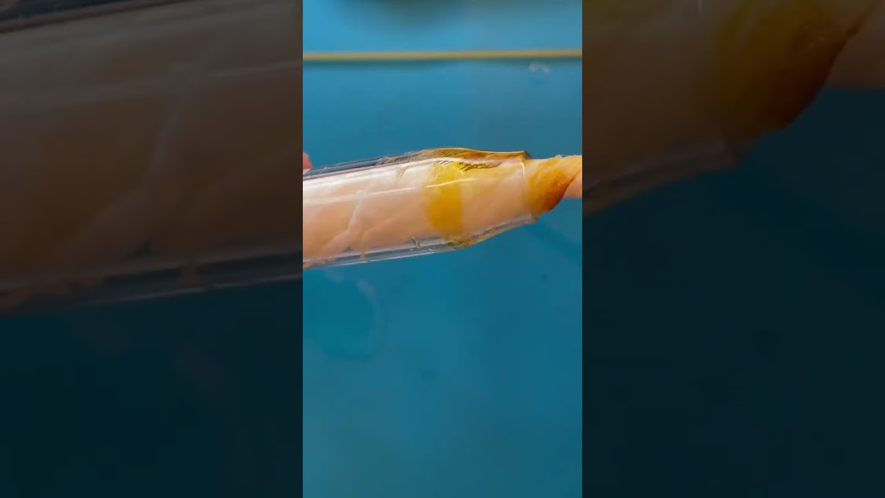 Cleaning the Lookah Seahorse electric nectar collector again #420[short]