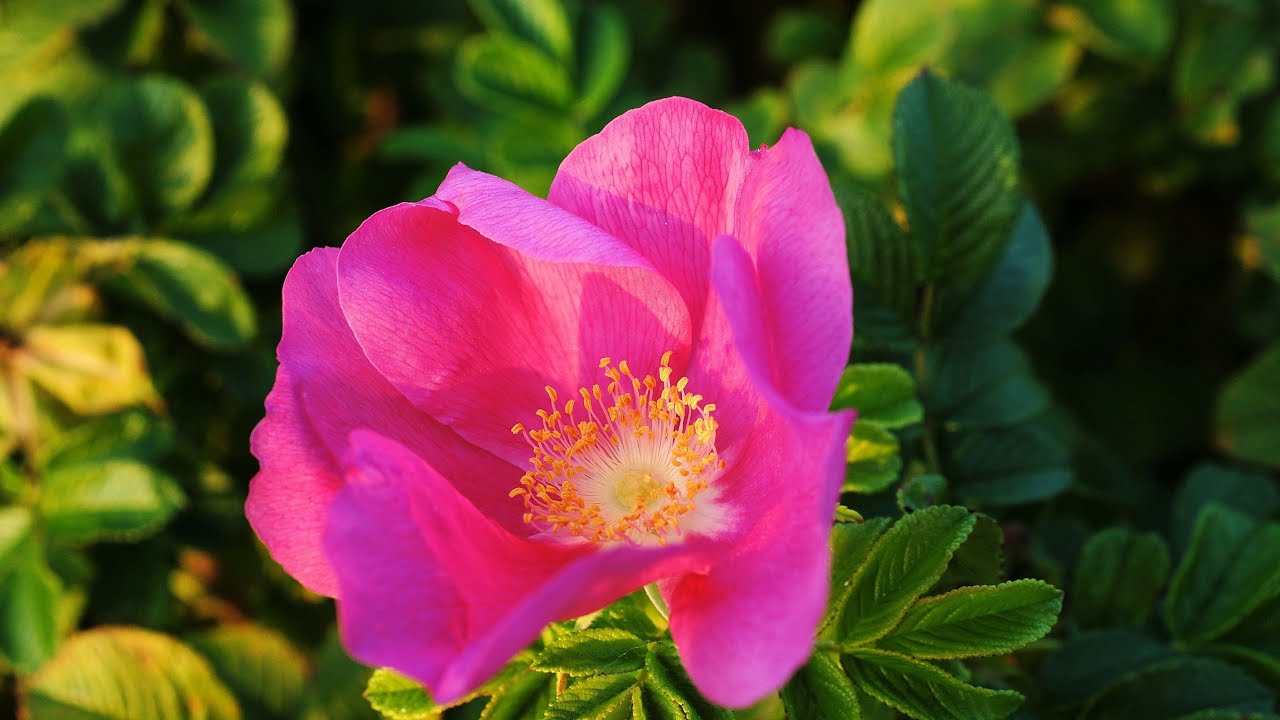 Kleine Kräuterkunde: Wilde Rose (Ruth Pfennighaus)
