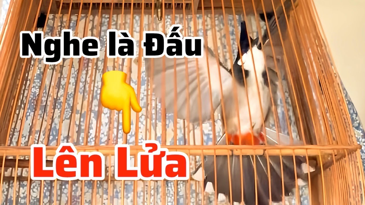 Chào Mào, Chào Mào Hót Ché Kích Bổi Ra Giọng.!… Luyện Chào Mào Hót Đấu, Giúp Chim Nhanh Căng Lửa