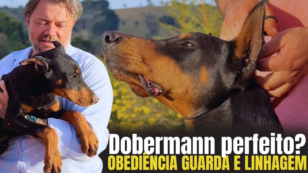DOBERMANN O CÃO DE GUARDA PERFEITO! OBEDIÊNCIA, GUARDA E LINHAGEM CAMPEÃ! ⚡