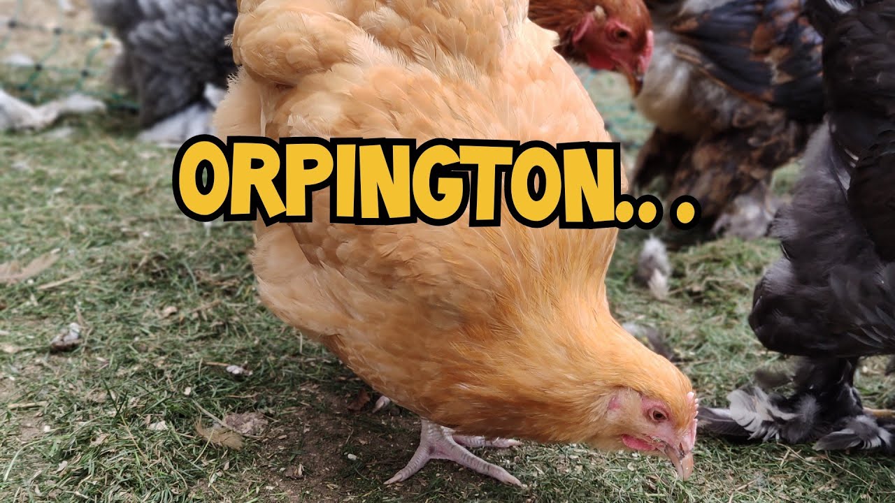 Hodowla Kur - Opis RASY! | ORPINGTON 🐔🐥!