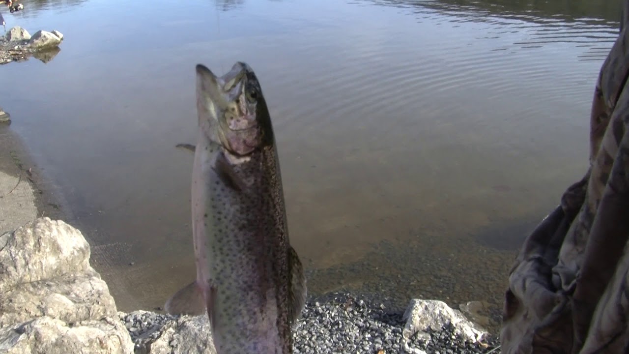 Winter Trout Stocking at Kaercher Creek Lake, Berks County