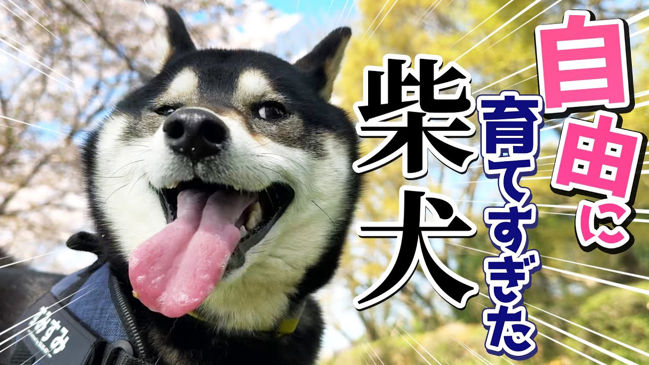 自由に育てすぎた柴犬
