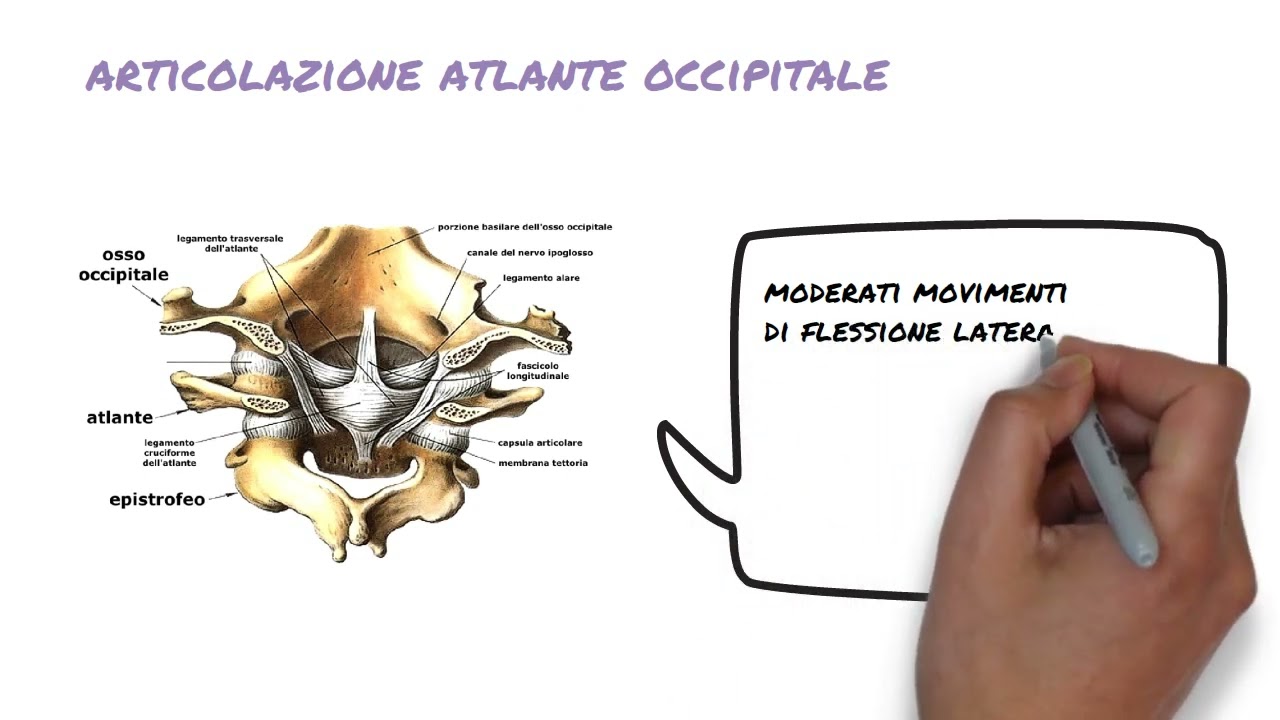 30  Differenza tra vertebre 1. parte