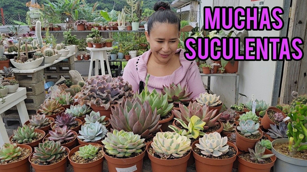 Cómo diferenciar entre una y otra suculenta / Muchas plantas bellas juntas 