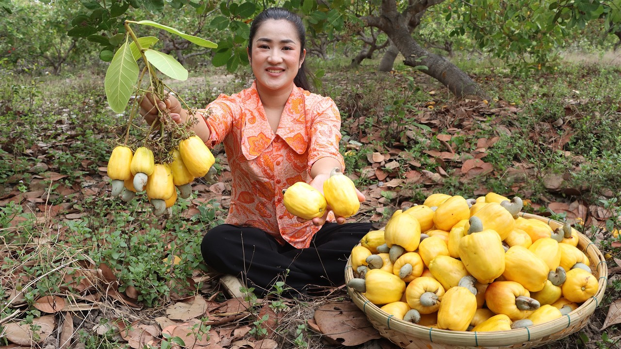 “ Cashew fruits “ I walk in my cashew farm to harvest and cooking | Cashew fruit recipe 