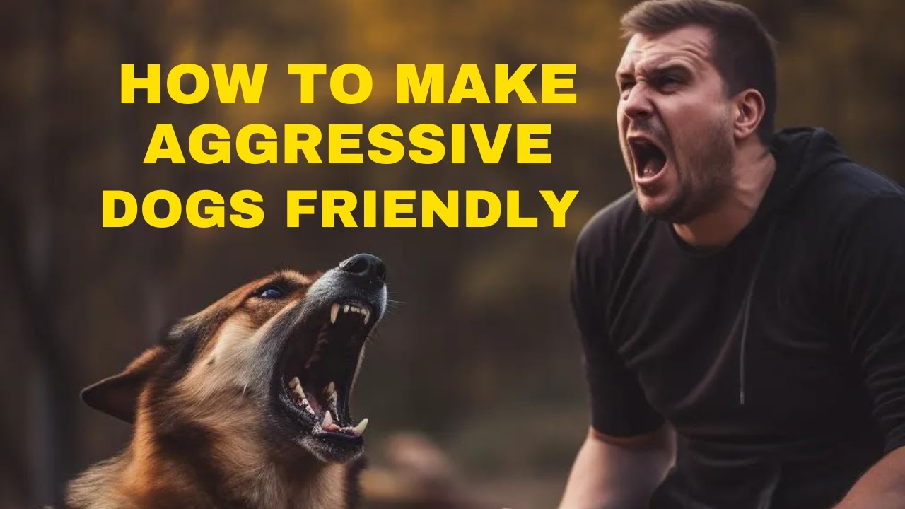 How To Make Aggressive Dog Friendly