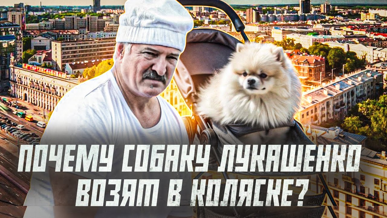 Шпиц Умка: главная собака Лукашенко. Рассказываем ее историю | Сейчас объясним