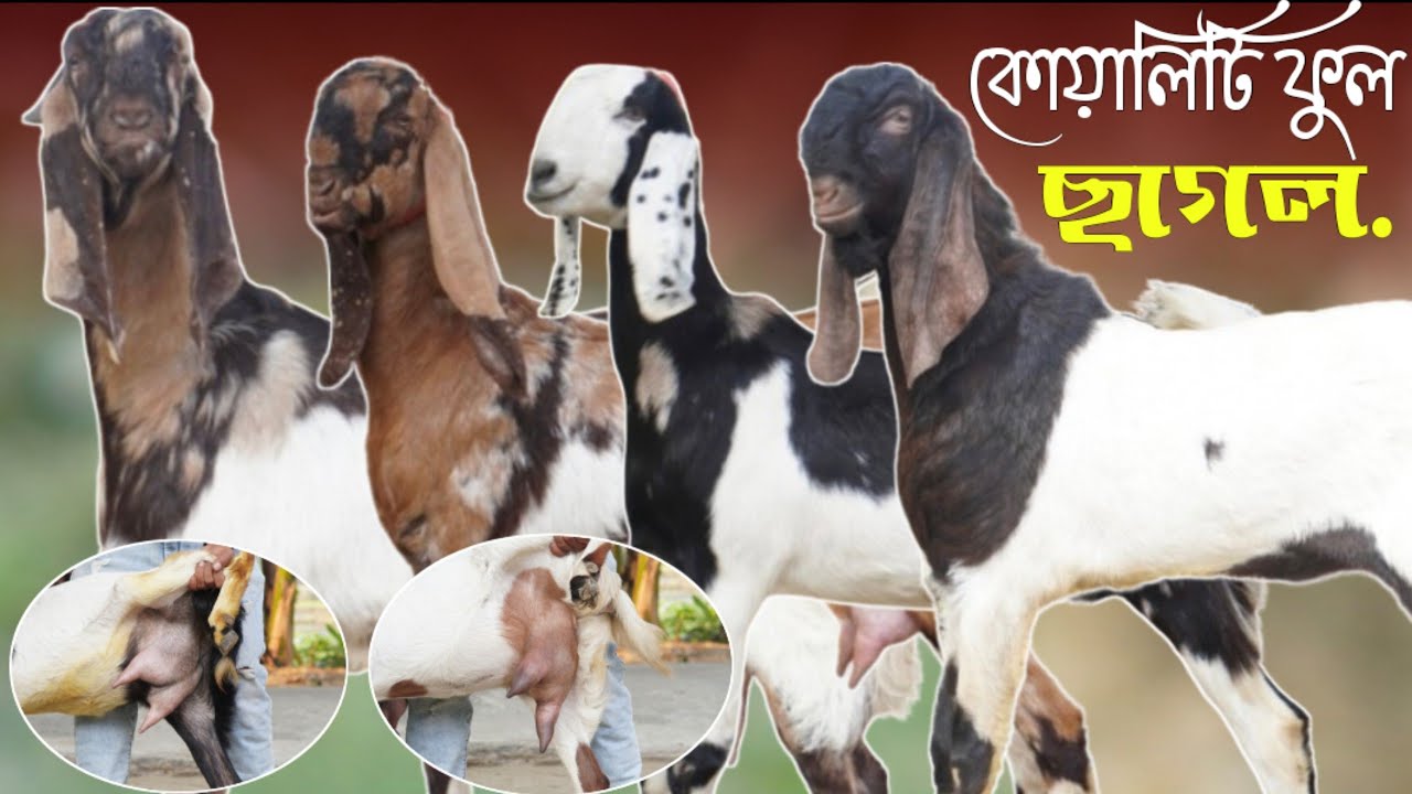 টপ কোয়ালিটি বাছাইকৃত ছাগলের বিপূল সমারহ শাহাদত ভাই এর খামারে | কম দামে ভালো কোয়ালিটির ছাগল |