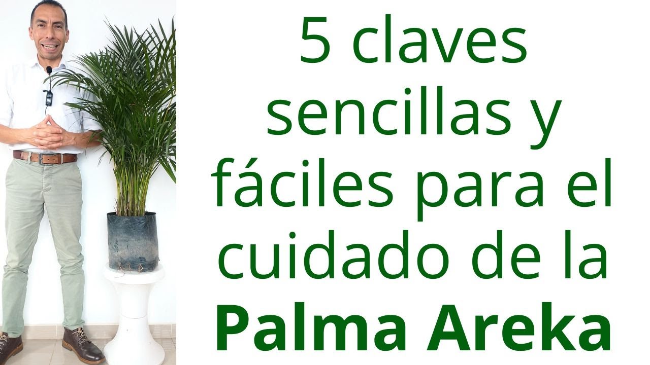 5 Consejos sencillos para cuidar la palma Areka