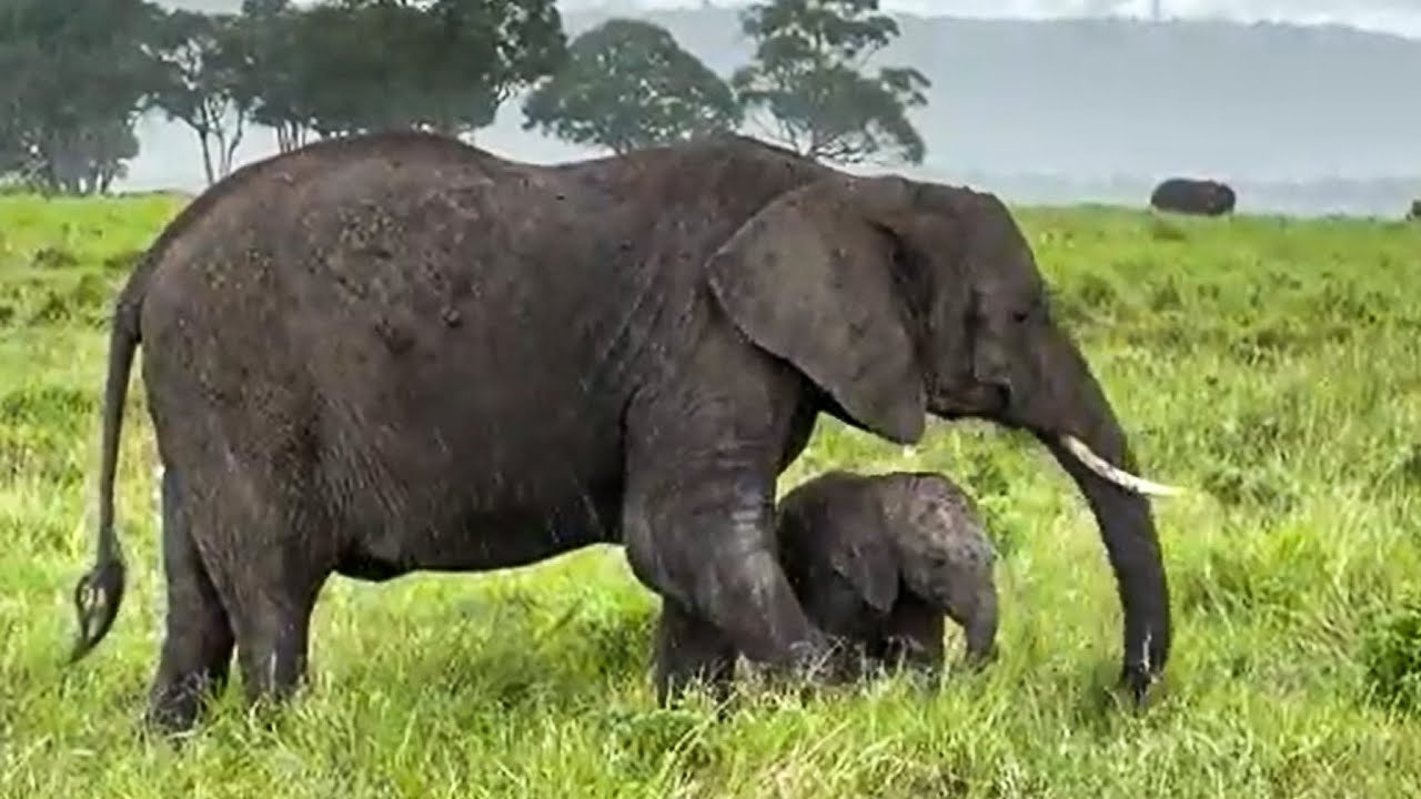 Baby Elephant Uses its Mother as Umbrella | andBeyond Kichwa Tembo Tented Camp | Kenya | WILDwatch