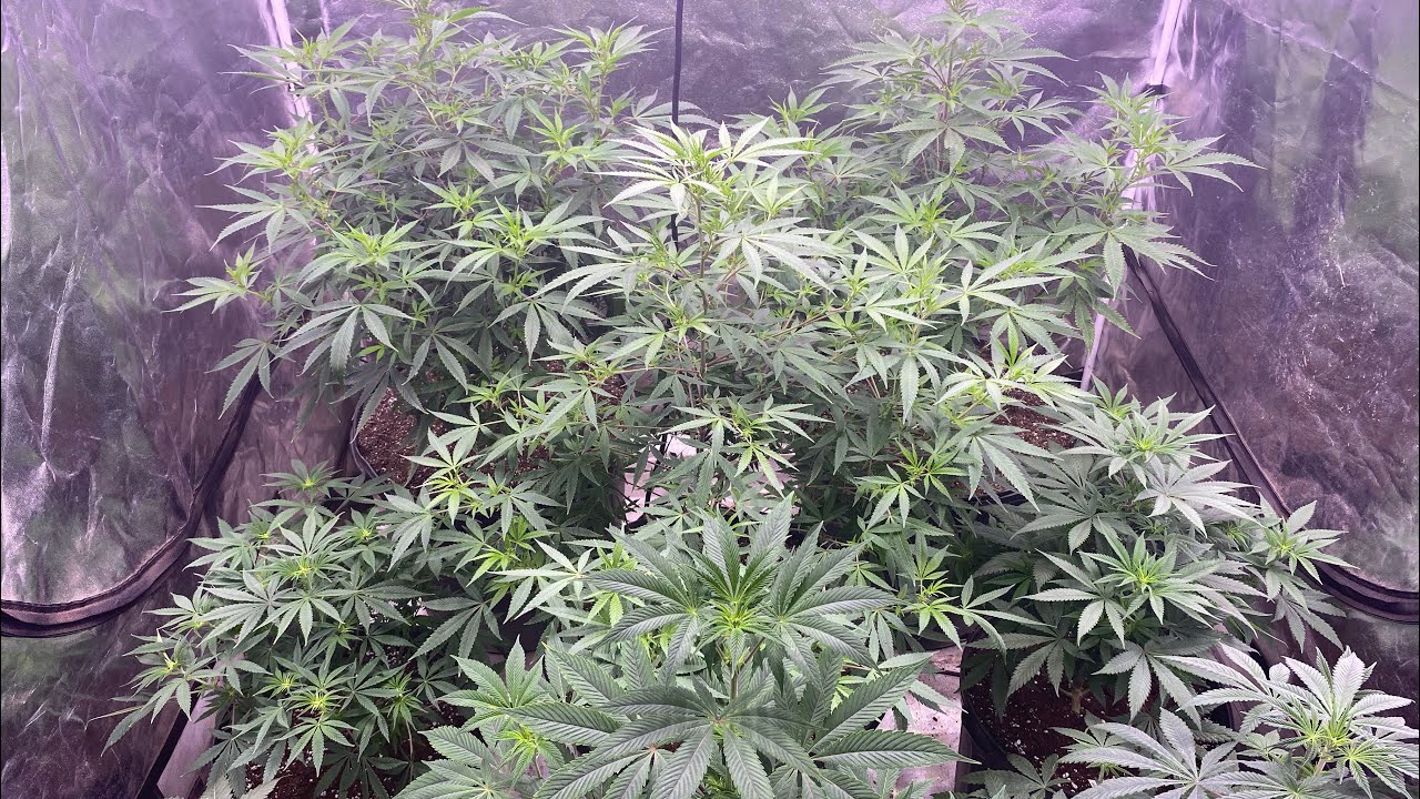 Indoor cannabis grow 2024: week 1 flowering new seeds