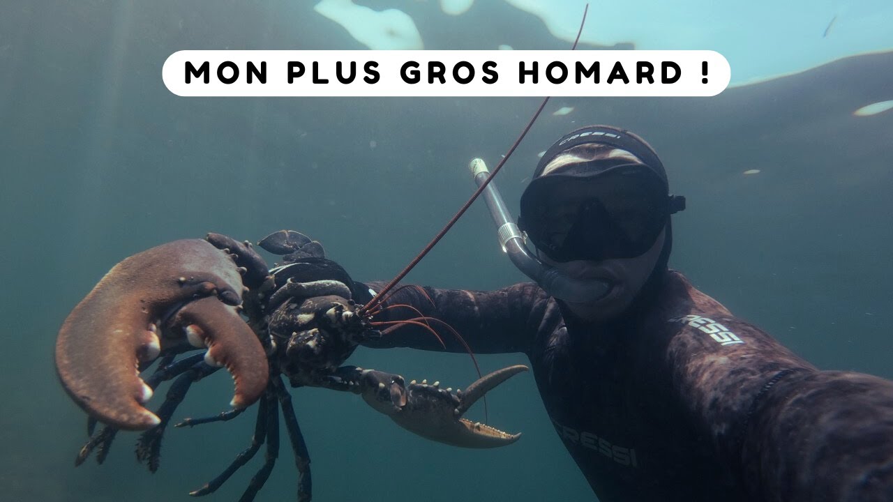 Je trouve le plus gros homard de la saison ! - Chasse sous marine Bretagne sud