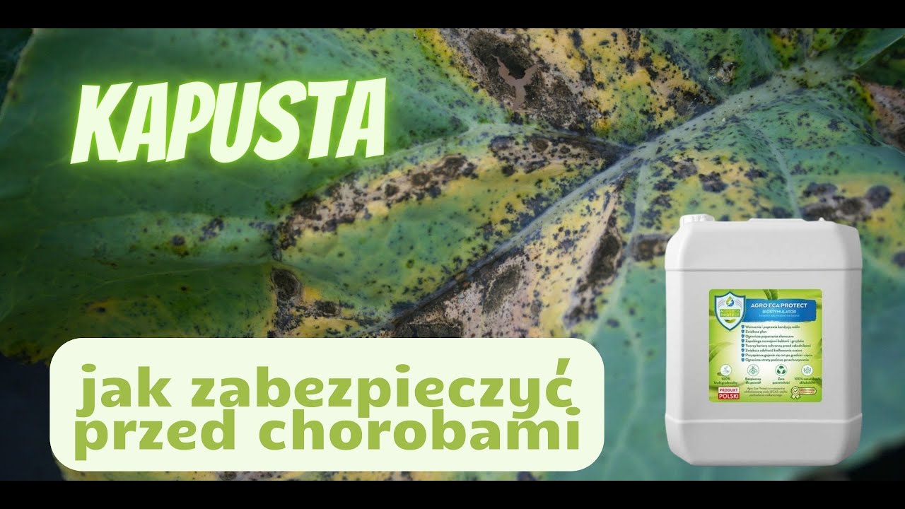 kapusta -zabezpieczenie przed chorobami
