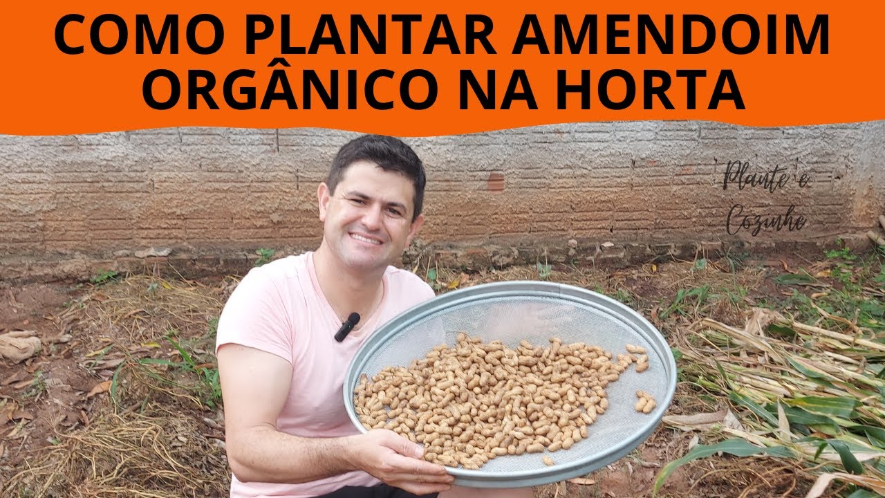 IDEIA BRILHANTE para CULTIVAR AMENDOIM e COLHER QUILOS dessa planta 100% ORGÂNICA. Vídeo completo!