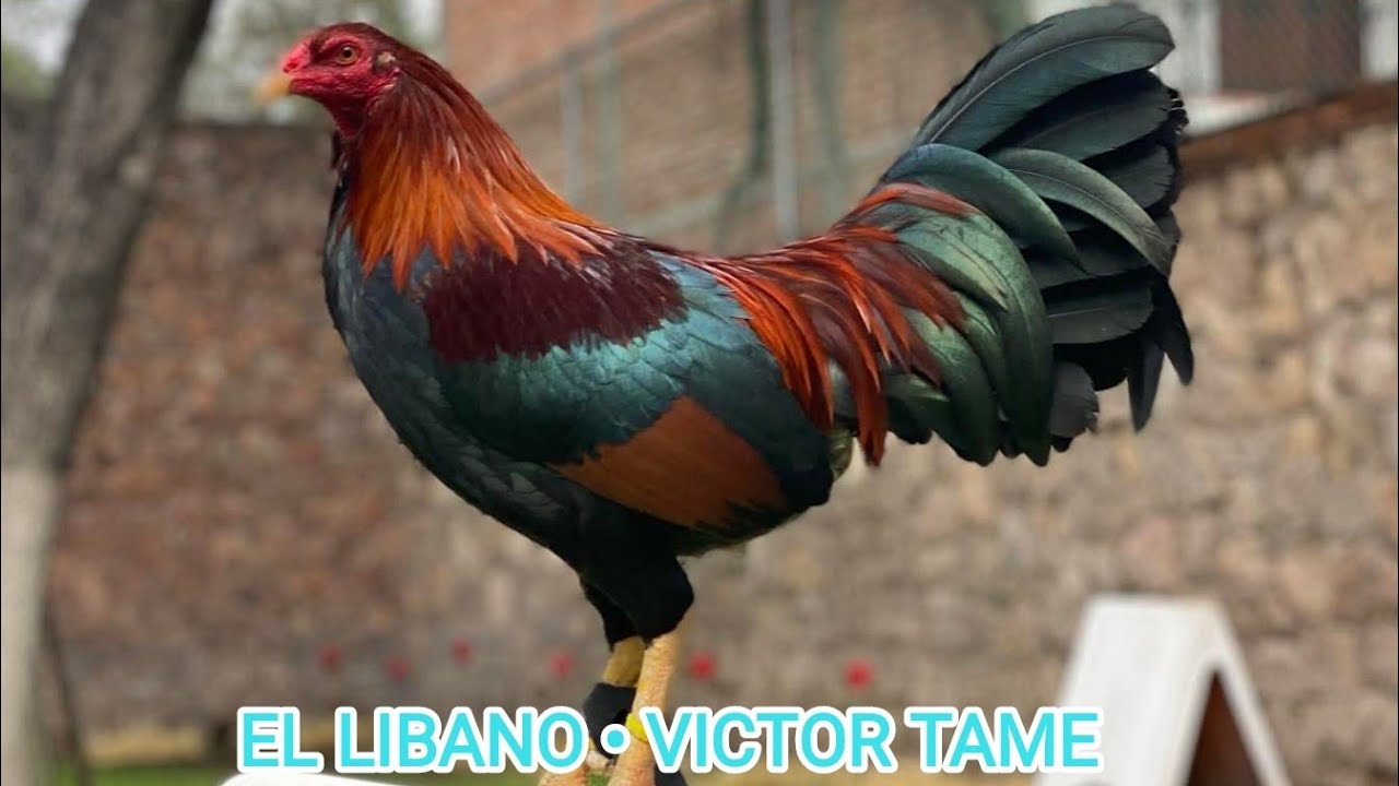 Victor Tame El Libano & Alfredo Flores Iron Creek - Beautiful Big Farm Outdoor Free Range