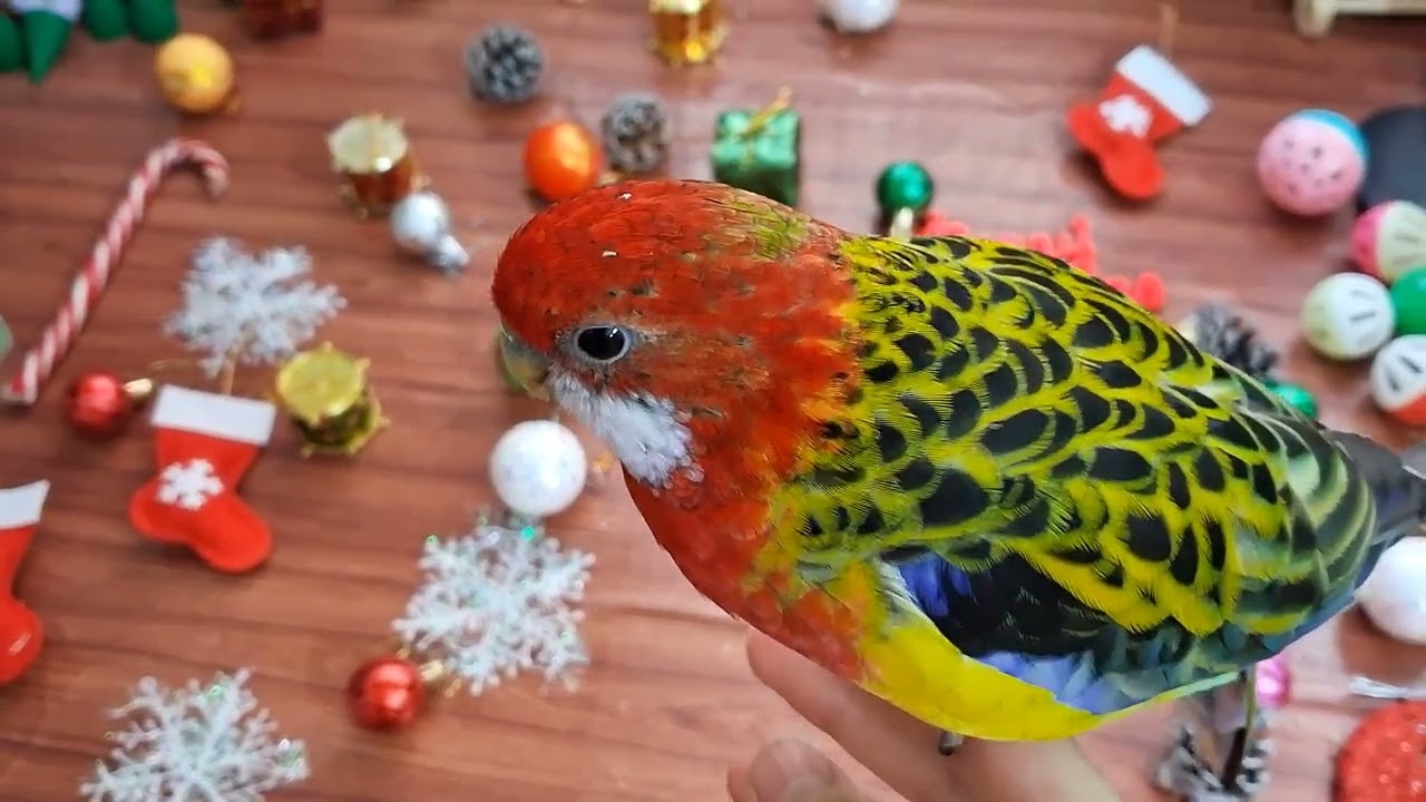 Bird Reacts to Christmas Decorations!