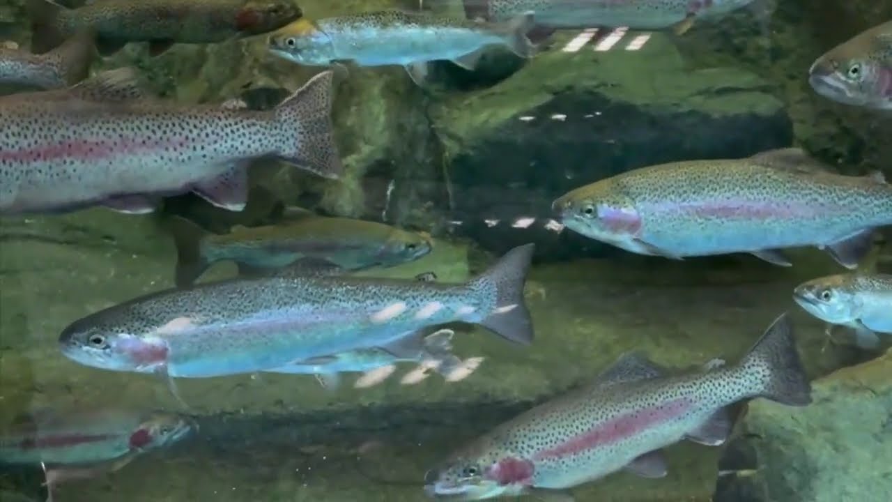 Mighty Eel River and Live Fish Exhibit in Humboldt County