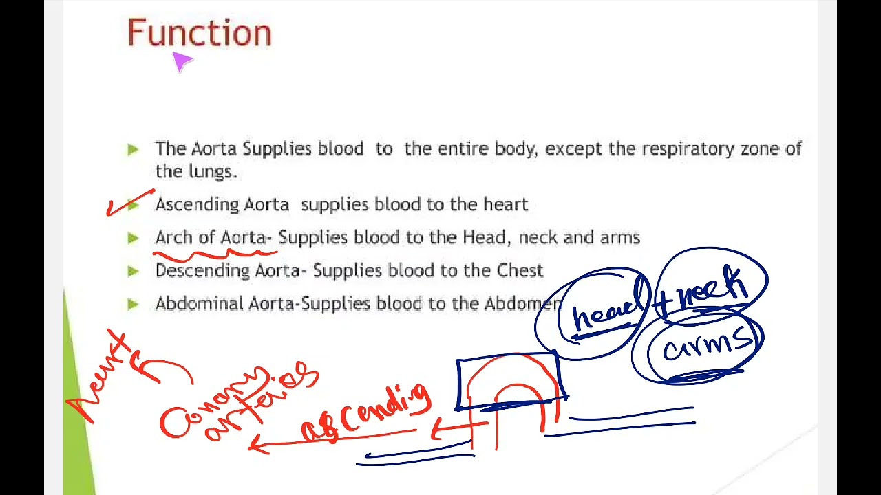 Heart anatomy part 3 