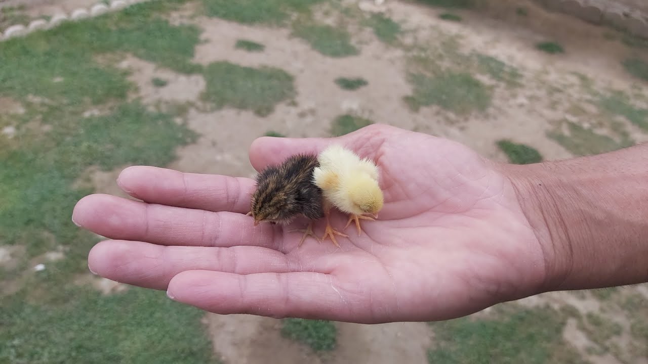 اشتريت افرخ سمان ملكي اول مرة اشوف حجمهم الصغير