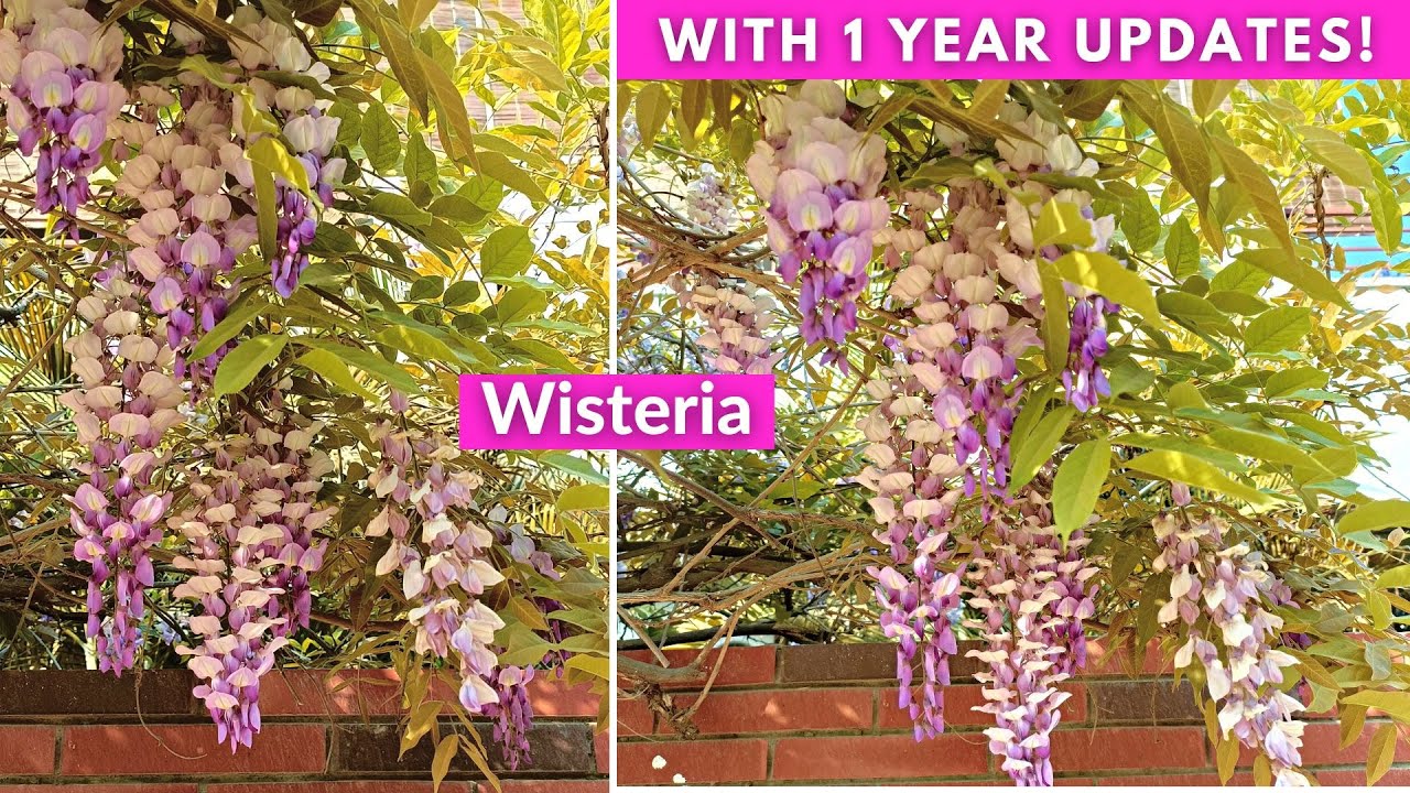 My 1 Year Experience of Growing Wisteria in Containers (With its Growth Updates)